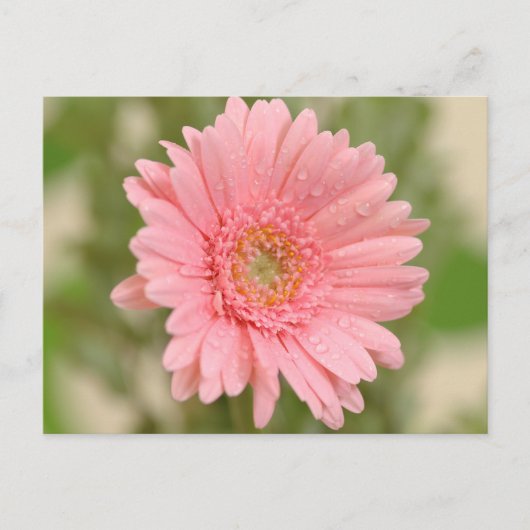 Floral Pink Gerbera Daisy Flower Hallo Love Briefkaart (Voorkant)