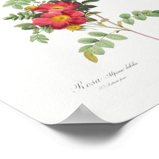  Floral Pink Rose Roos Poster (Hoek)