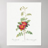 Floral Pink Rose Roos Poster (Voorkant)