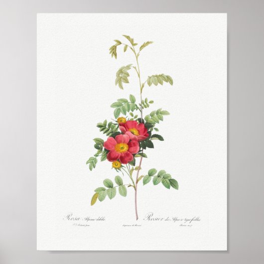  Floral Pink Rose Roos Poster (Voorkant)