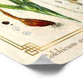  Floral Plant Art Autumn Crocus Botanical Poster (Hoek)