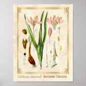  Floral Plant Art Autumn Crocus Botanical Poster (Voorkant)
