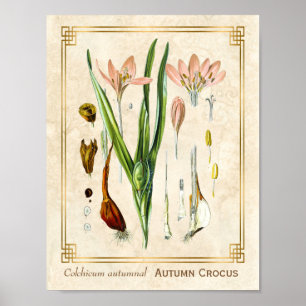 Floral Plant Art Autumn Crocus Botanical Poster