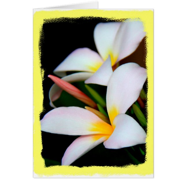 Floral, Plumeria Bloom op zwarte grens met gele gr (Voorkant)