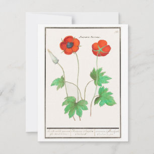 Floral Poppies  Flowers Bouquet Notitiekaartje