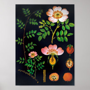  Floral Poster