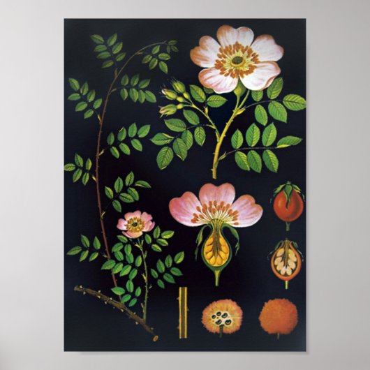  Floral Poster (Voorkant)