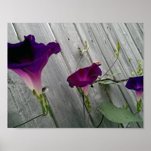 Floral Poster (Matte) (Voorkant)