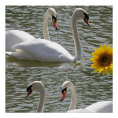 Floral Poster Sunflower Swan (Voorkant)