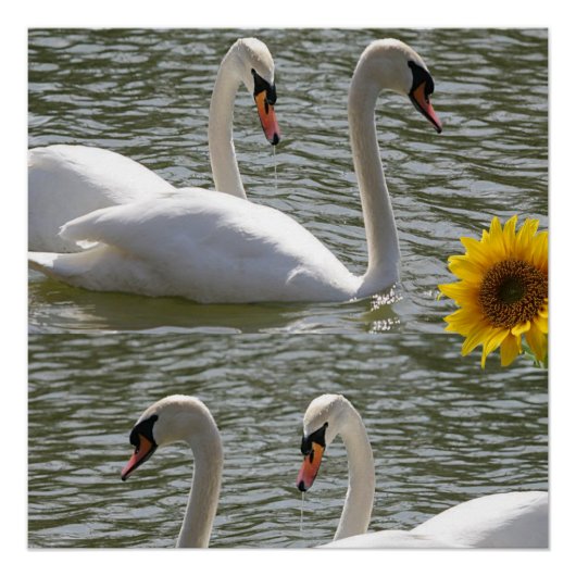 Floral Poster Sunflower Swan (Voorkant)