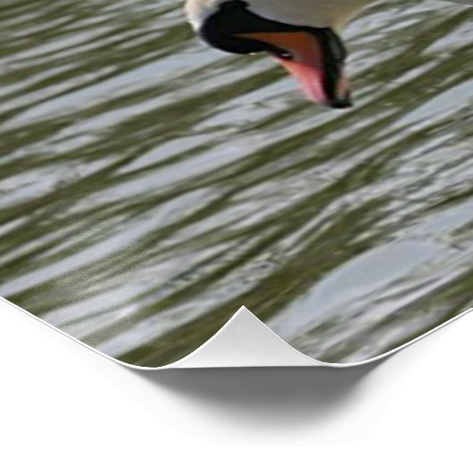 Floral Poster Sunflower Swan (Hoek)