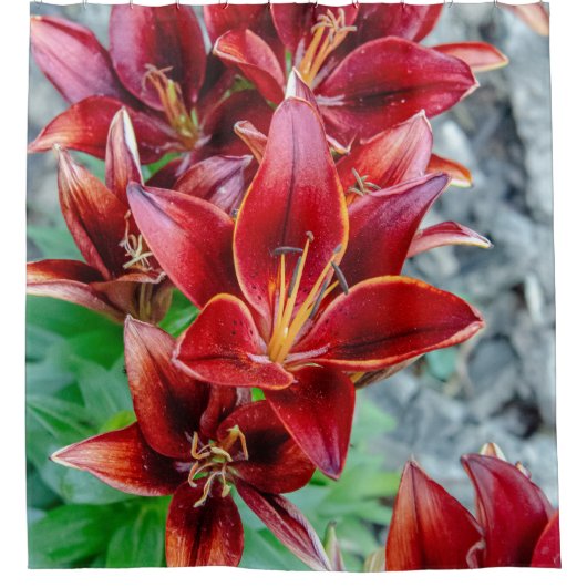 Floral Red Stargazer Lily Douchegordijn (Voorkant)