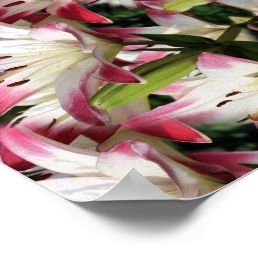 Floral, rood en wit poster (Hoek)