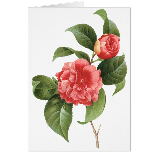  Floral, roze Camellia Flowers door Redoute (Voorkant)
