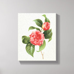 Floral, roze Camellia Flowers door Redoute Canvas Afdruk