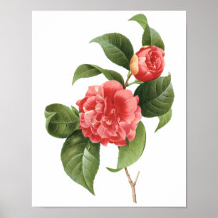  Floral, roze Camellia Flowers door Redoute Poster