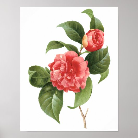  Floral, roze Camellia Flowers door Redoute Poster (Voorkant)