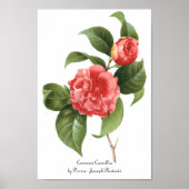 Floral, roze Camellia Flowers door Redoute Poster (Voorkant)