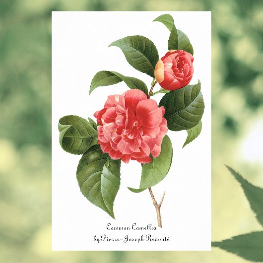 Floral, roze Camellia Flowers door Redoute Poster
