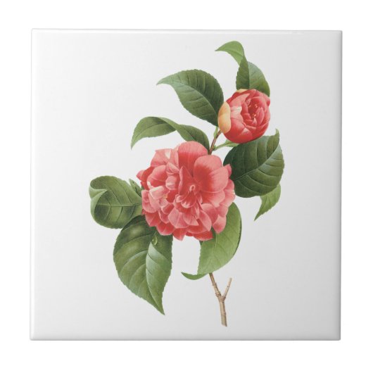  Floral, roze Camellia Flowers door Redoute Tegeltje (Voorkant)