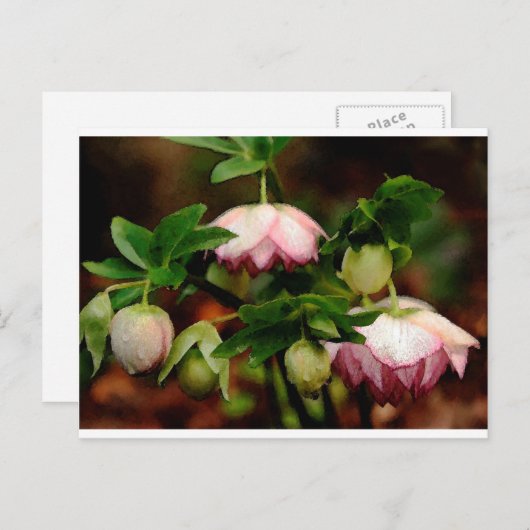 Floral - Roze Hellebores Briefkaart (Voorkant / Achterkant)