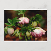 Floral - Roze Hellebores Briefkaart (Voorkant)