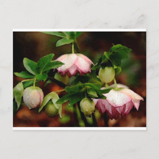 Floral - Roze Hellebores Briefkaart (Voorkant)