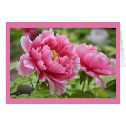 Floral roze pinda's blauw (Voorkant Horizontaal)