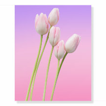 floral  Roze Tulpen bloem Art Poster