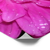 Floral Series: Asteraceae Poster (Hoek)