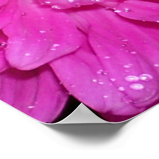 Floral Series: Asteraceae Poster (Hoek)