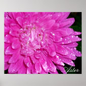 Floral Series: Asteraceae Poster (Voorkant)