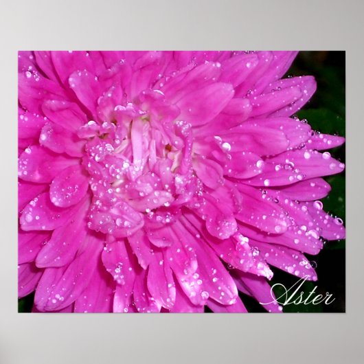 Floral Series: Asteraceae Poster (Voorkant)