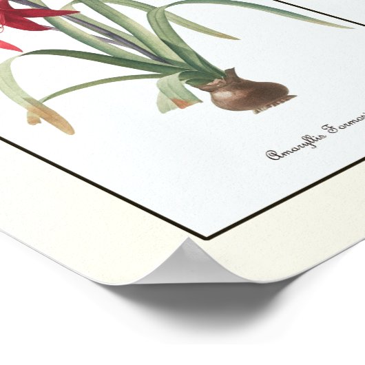 Floral Triptych Botanische Kunstafdrukken Poster (Hoek)