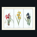 Floral Triptych Botanische Kunstafdrukken Poster<br><div class="desc">Een verbeterde reproductie van 3 borden uit een Franse, 17e-eeuwse botanische gids voor lily en iris bloesoorten, hier gecombineerd in triptych formaat. De originele onderschriften van de kunstenaar zijn: "Amaryllis Formosissima", "Iris Pseudocorus" en "Iris Germanica" en het etsen illustreert de mooie kreet rood, geel, indigo blauw bloesems en grijs groen...</div>