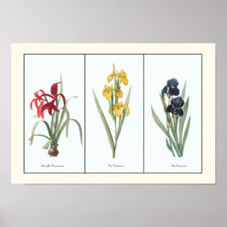 Floral Triptych Botanische Kunstafdrukken Poster