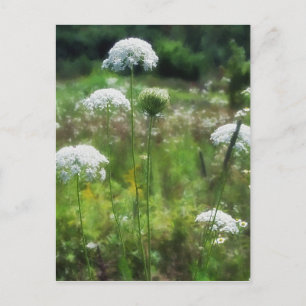 Floral van koningin Anne's Lace 2 Briefkaart