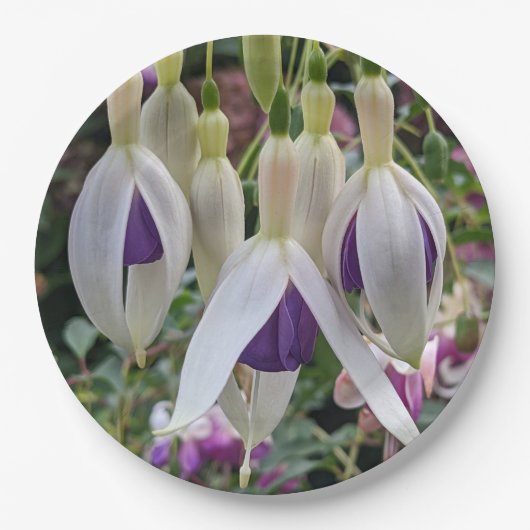 Floral van Paarse en witte Fuchsia Papieren Bordje (Voorkant)