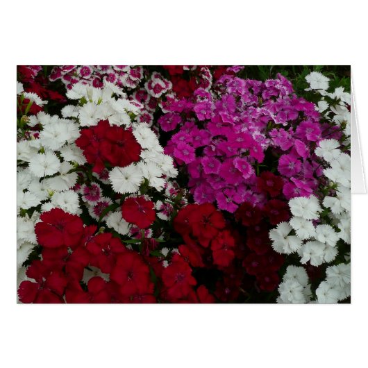 Floral van witte, roze en rode dianthus (Voorkant Horizontaal)