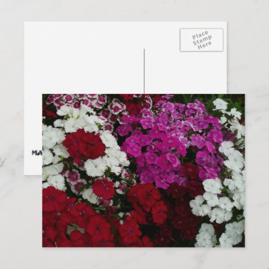 Floral van witte, roze en rode dianthus briefkaart (Voorkant / Achterkant)