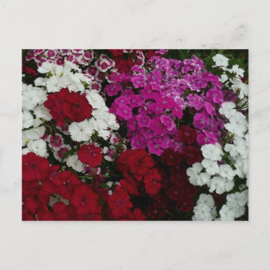 Floral van witte, roze en rode dianthus briefkaart (Voorkant)