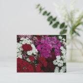 Floral van witte, roze en rode dianthus briefkaart (Staand voorkant)