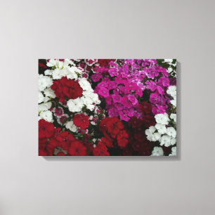 Floral van witte, roze en rode dianthus canvas afdruk