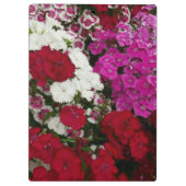 Floral van witte, roze en rode dianthus klembord (Achterkant)