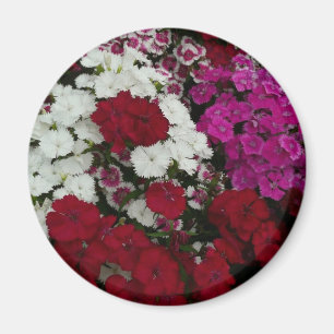 Floral van witte, roze en rode dianthus magneet