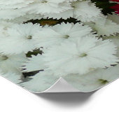 Floral van witte, roze en rode dianthus poster (Hoek)