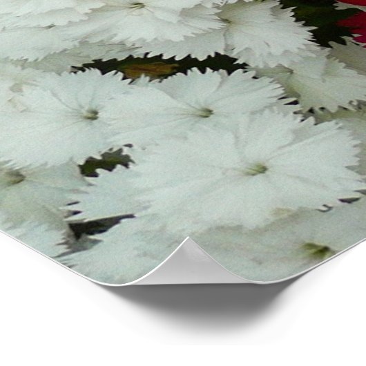 Floral van witte, roze en rode dianthus poster (Hoek)