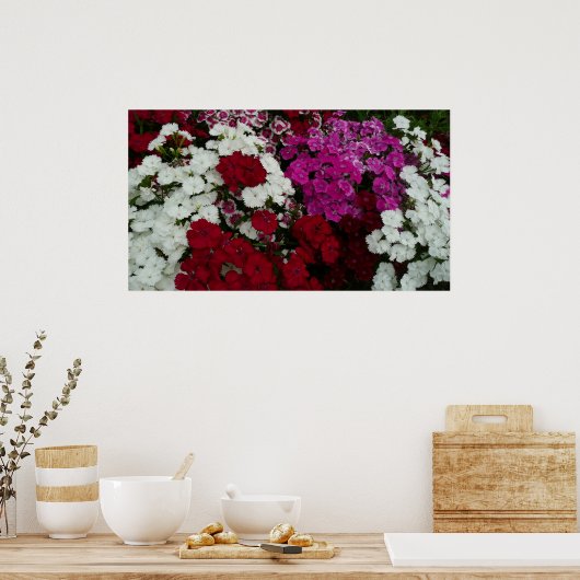 Floral van witte, roze en rode dianthus poster (Keuken)