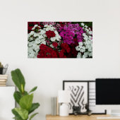 Floral van witte, roze en rode dianthus poster (Thuiskantoor)