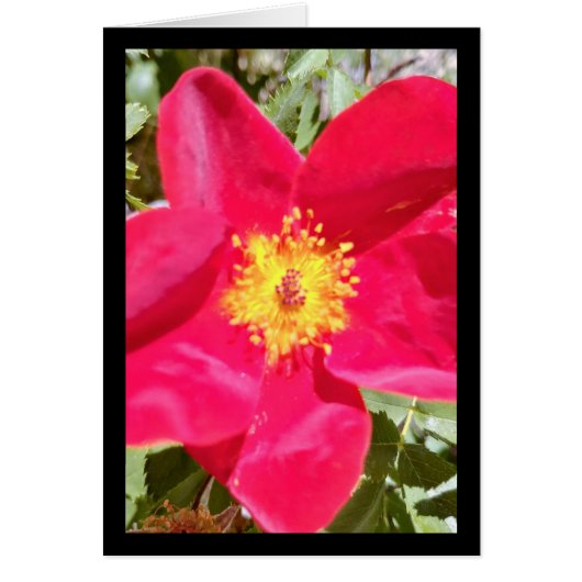 Floral Velvet Punch - Lied van de Zon. 16:10 Groet (Voorkant)